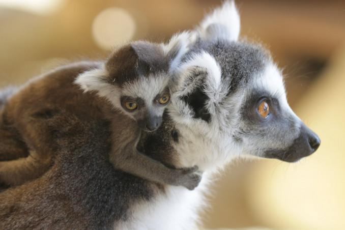 Zoologijos sodui Vilniuje „Zoopark“ – vieneri metai.